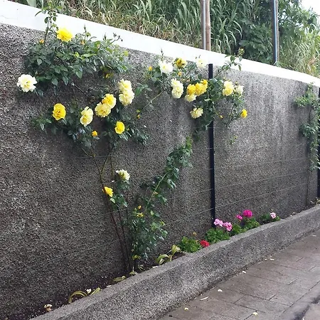 Paraiso Flores * Estreito Da Calheta