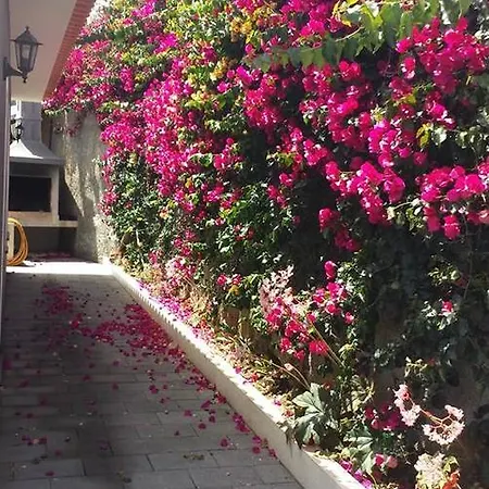 Paraiso Flores Estreito Da Calheta