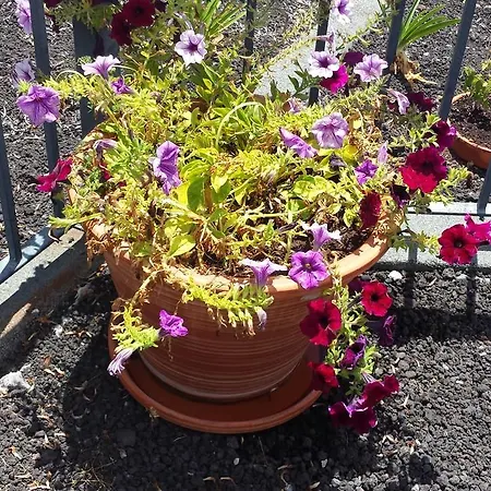 Paraiso Flores Hébergement de vacances