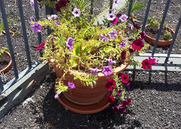 Paraiso Flores Casa vacanze