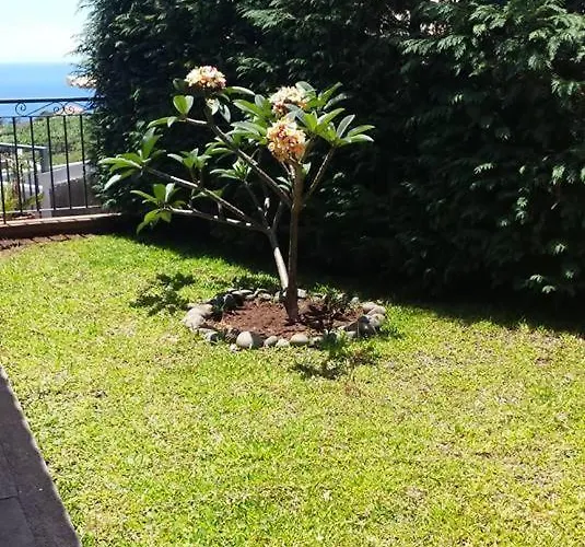 Paraiso Flores Estreito Da Calheta