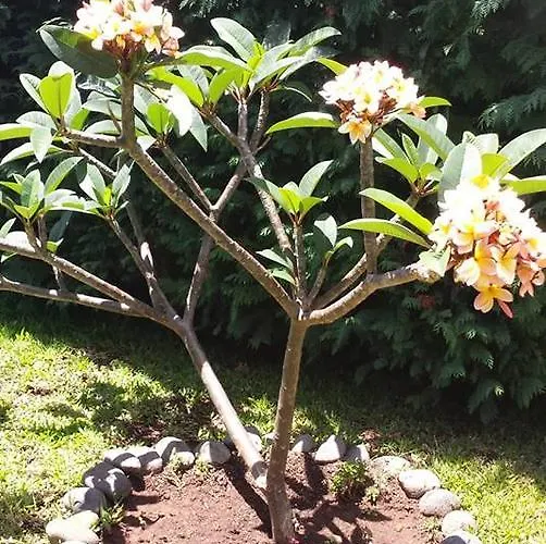 Paraiso Flores * Estreito Da Calheta