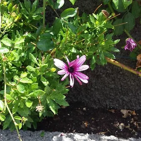 Nyaraló Paraiso Flores Estreito da Calheta
