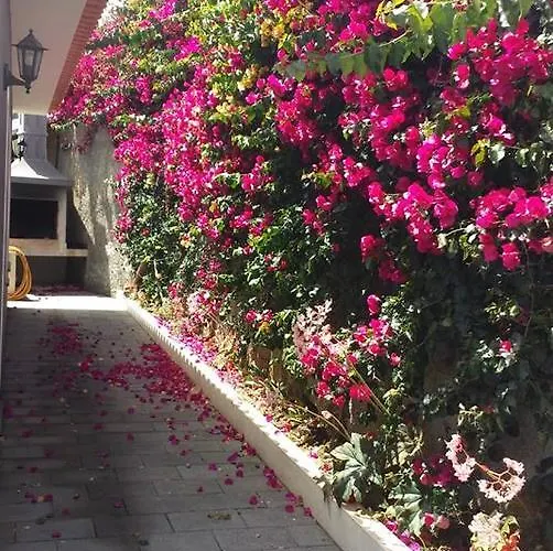 Paraiso Flores Estreito Da Calheta